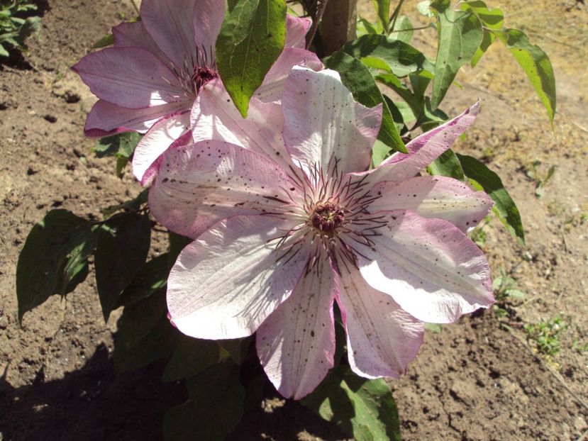 Clematis 22 - ALTE FRUMOASE CLEMATITE