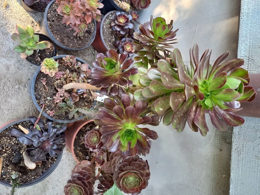  - Aeonium