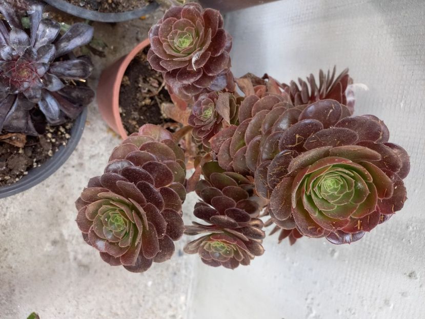  - Aeonium