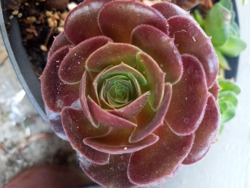  - Aeonium