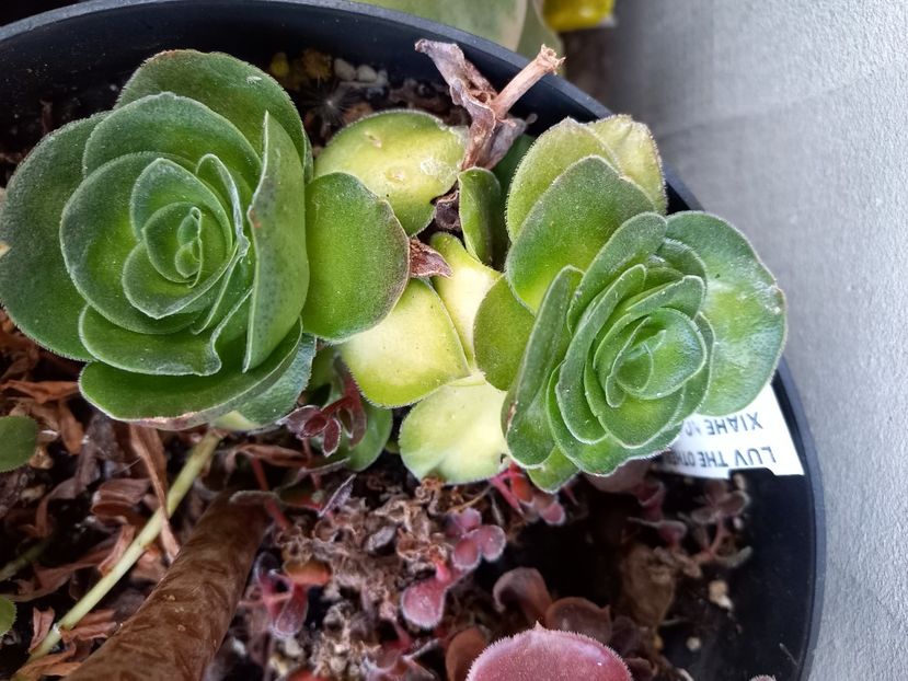  - Aeonium