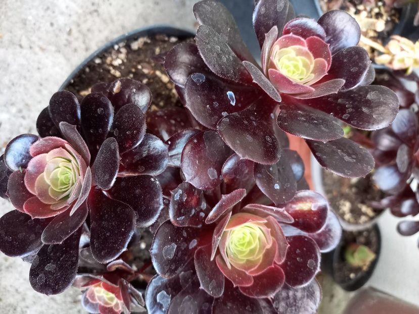  - Aeonium