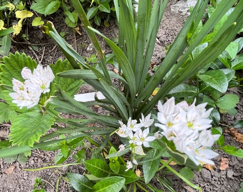 9CCA519F-F27D-454E-B665-2047D1EC1A95 - Allium 2020 21 22