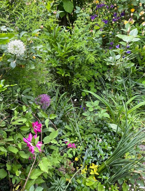 9E9E68FD-021A-4945-99FB-9E6CB56E5F9A - Allium 2020 21 22