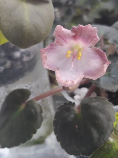 29 apr - AV Vechnostj