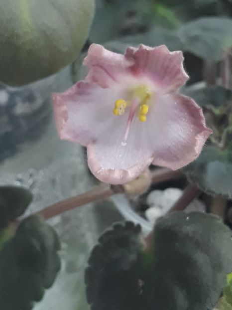 29 apr - AV Vechnostj