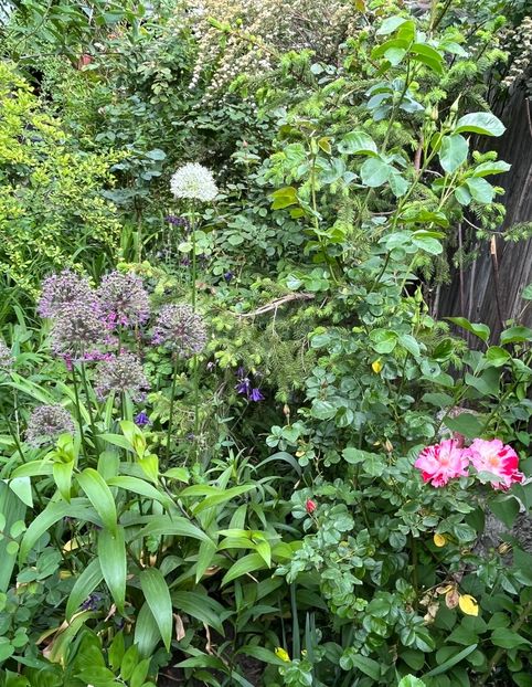 33422FA9-9063-4AF9-8E02-CD5B09D14745 - Allium 2020 21 22