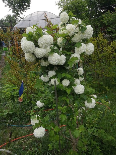  - arbori ornamentali 2022