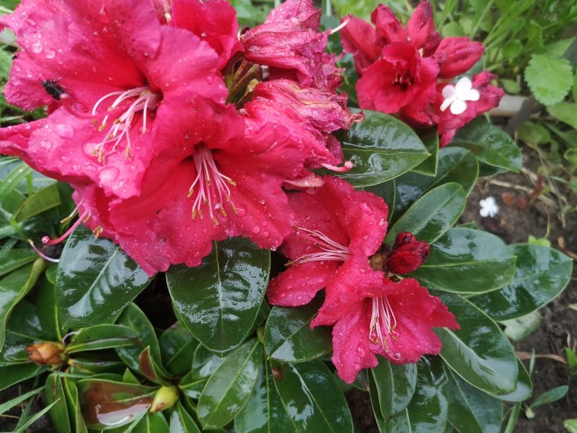  - arbori ornamentali 2022