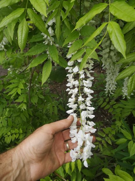  - arbori ornamentali 2022