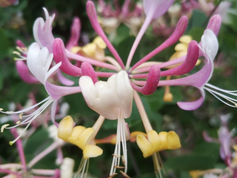  - arbori ornamentali 2022