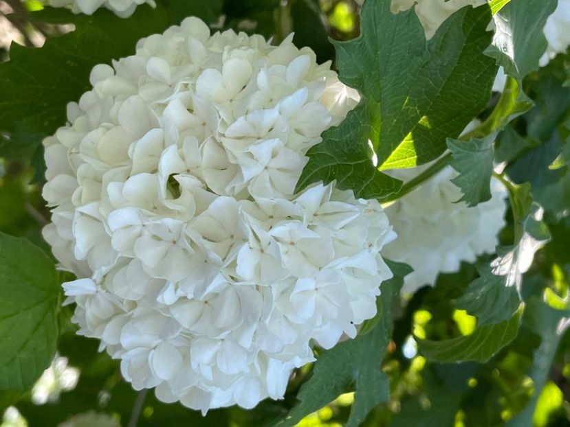 D715BC2C-3984-4645-95A1-8D6012669040 - ARBORII IN FLOARE