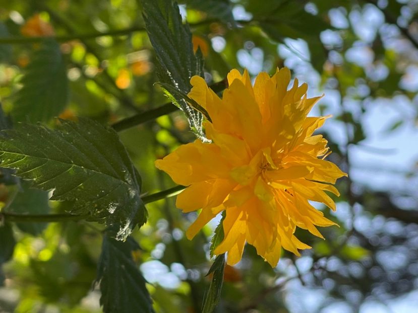 E1E54159-A408-4AAE-BE6C-25B9BD1F1DF3 - ARBORII IN FLOARE
