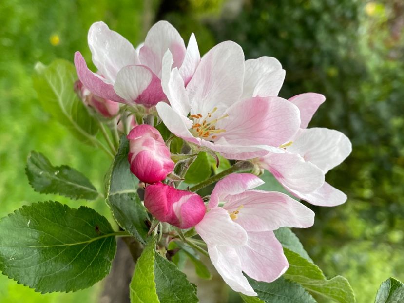 070356BF-B83F-421E-B81C-062DA428A067 - ARBORII IN FLOARE