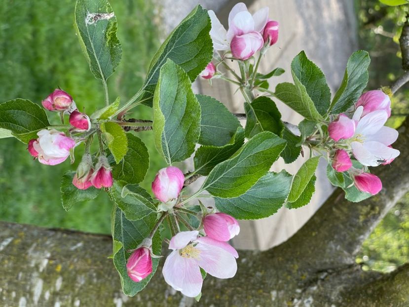 204E5D2E-6833-415B-9156-BD8BB7FDD6E1 - ARBORII IN FLOARE