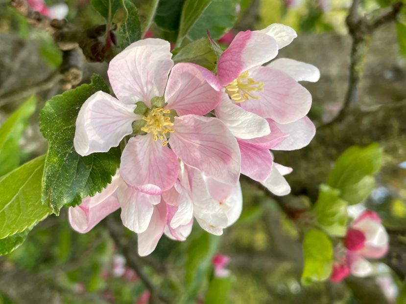 9B19EAA7-7808-4004-8304-5E02130C9BB8 - ARBORII IN FLOARE