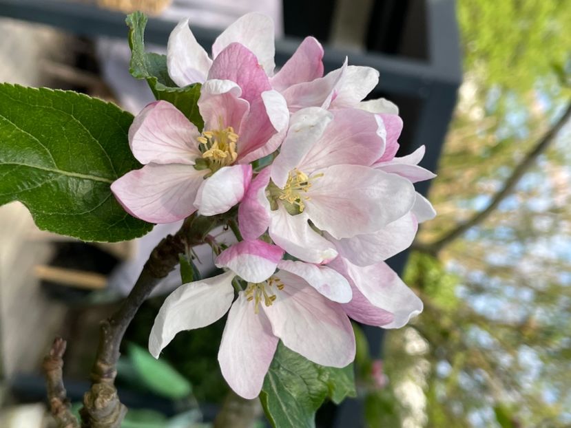 A8E4AF04-F8D1-4D59-A355-E99C11E83097 - ARBORII IN FLOARE