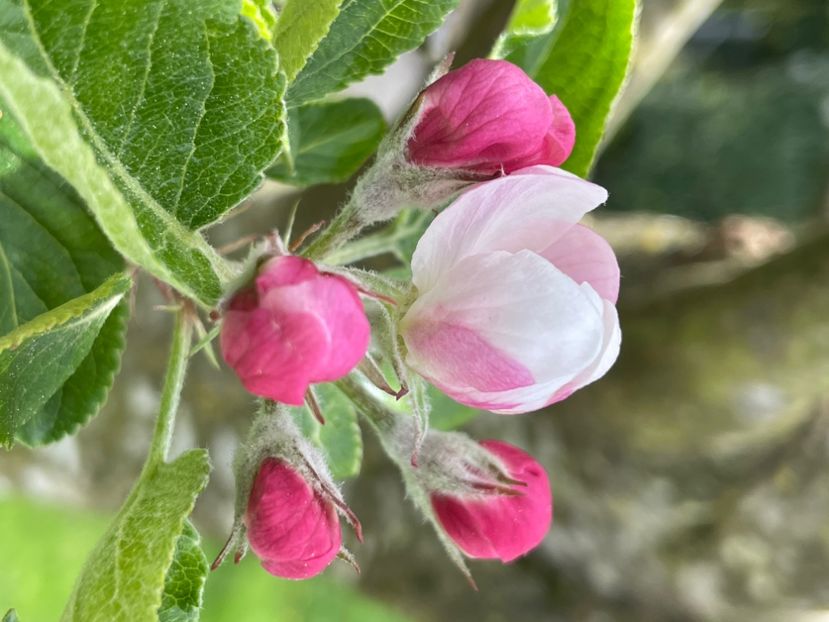 33D90F75-235D-4FBF-AFA8-FE1FE9D1072D - ARBORII IN FLOARE