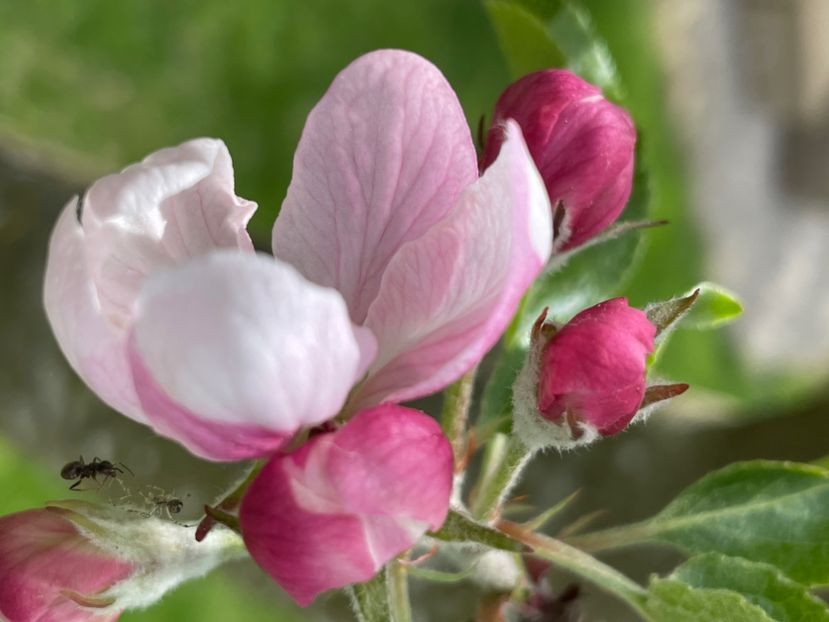 5C1D0BB8-C733-48BE-9329-C70432E5859E - ARBORII IN FLOARE