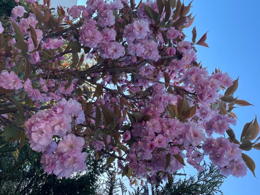 99020AF7-4CE2-4153-8F69-8EB7226C2CDF - ARBORII IN FLOARE