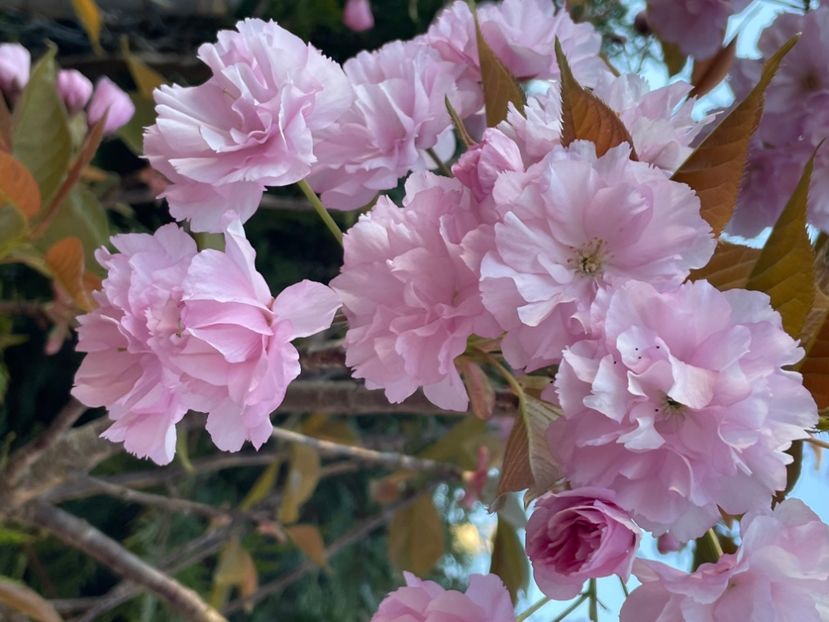 9AF4B8F2-42D6-410C-BD4F-C633CAA81570 - ARBORII IN FLOARE