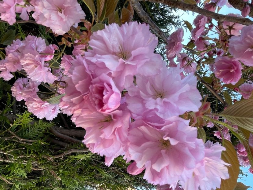 3148CDB2-E591-45D7-B95D-50E65A6934B6 - ARBORII IN FLOARE