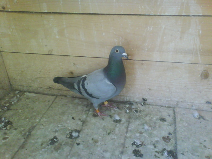 M.Roosens x Mattys Desmet x Dumitru Victor
