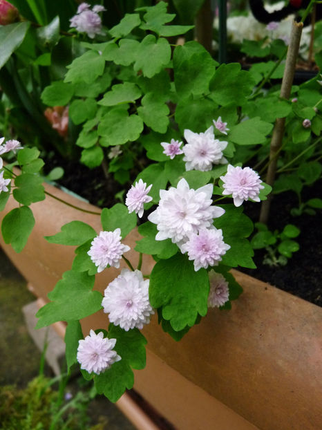  - 2022 - 01 - Primavara