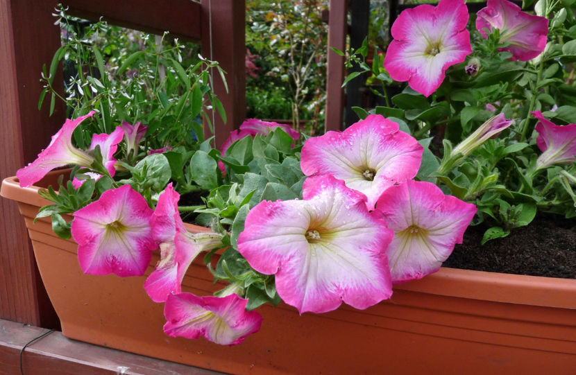  - 2022 - 01 - Primavara