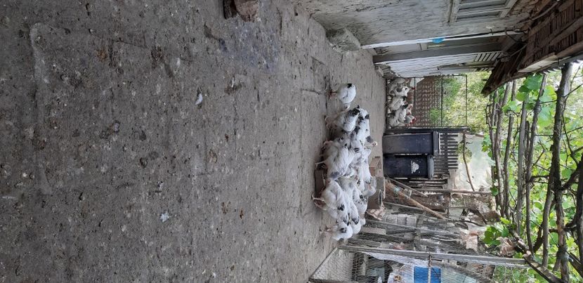  - Pui sussex 2022 seria 1-din 22 februarie