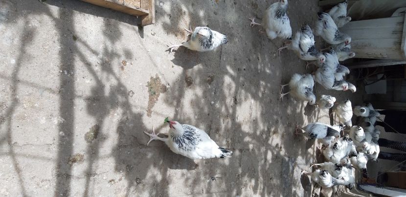  - Pui sussex 2022 seria 1-din 22 februarie