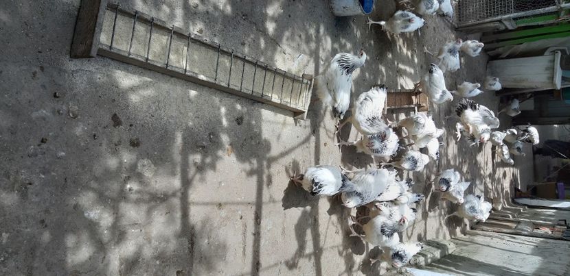  - Pui sussex 2022 seria 1-din 22 februarie