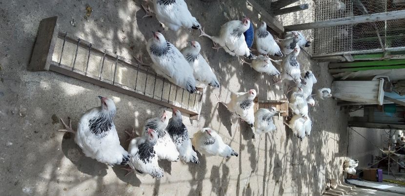  - Pui sussex 2022 seria 1-din 22 februarie