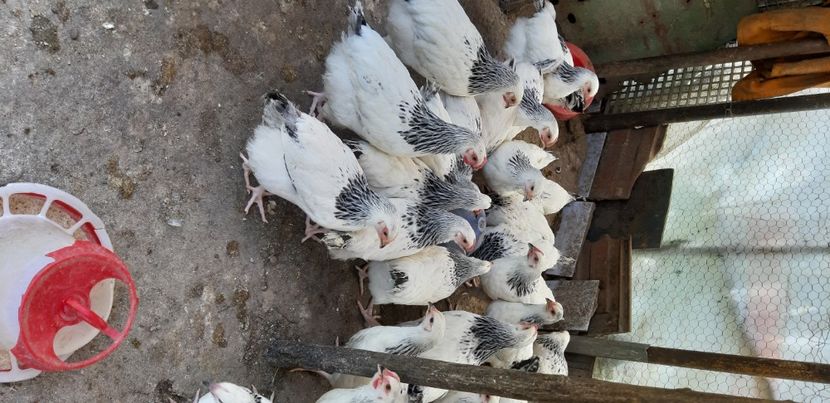  - Pui sussex 2022 seria 2 din 7 martie