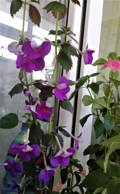  - Rizomii de achimenes plantati astazi pentru anul 2022