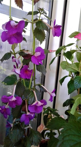  - Rizomii de achimenes plantati astazi pentru anul 2022