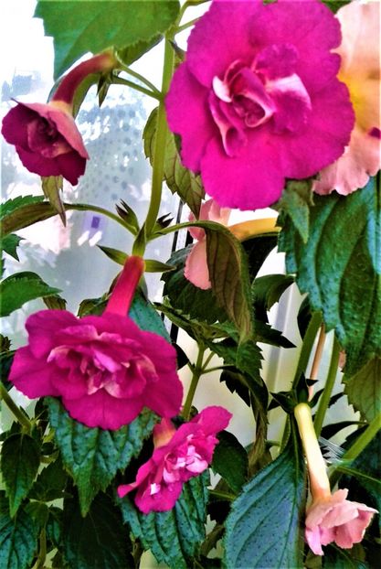  - Rizomii de achimenes plantati astazi pentru anul 2022