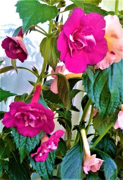  - Rizomii de achimenes plantati astazi pentru anul 2022