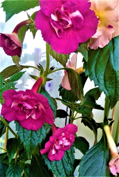  - Rizomii de achimenes plantati astazi pentru anul 2022