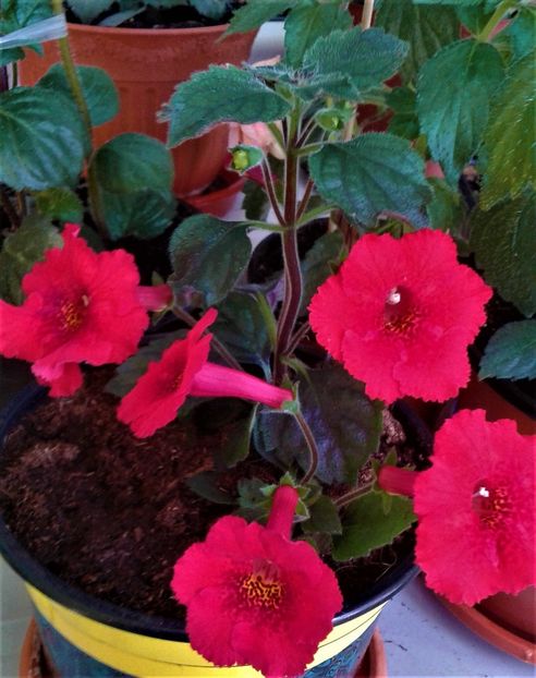  - Rizomii de achimenes plantati astazi pentru anul 2022