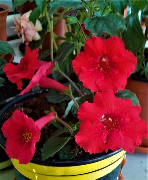  - Rizomii de achimenes plantati astazi pentru anul 2022