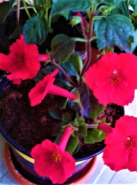  - Rizomii de achimenes plantati astazi pentru anul 2022