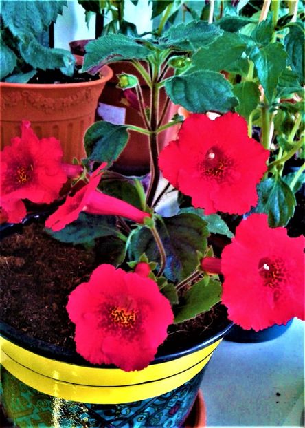  - Rizomii de achimenes plantati astazi pentru anul 2022