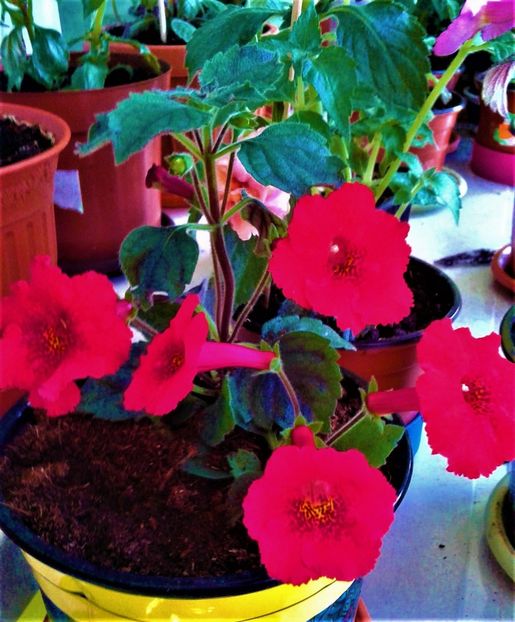  - Rizomii de achimenes plantati astazi pentru anul 2022