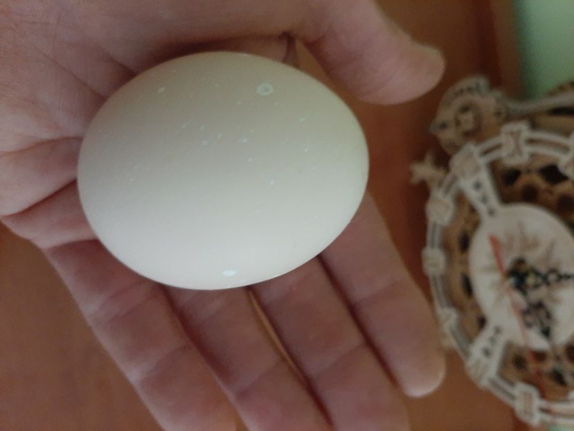 Sandjak primul ou - Găini 2019 - 2022