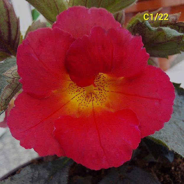 Img-2022.05.10-BriD's Agnes - Achi din semințe BriDs 2022