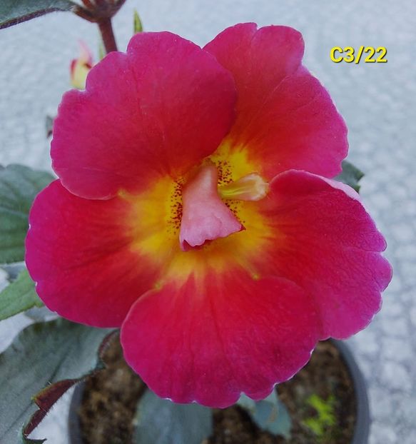 Img-2022.05.10 - Achi din semințe BriDs 2022