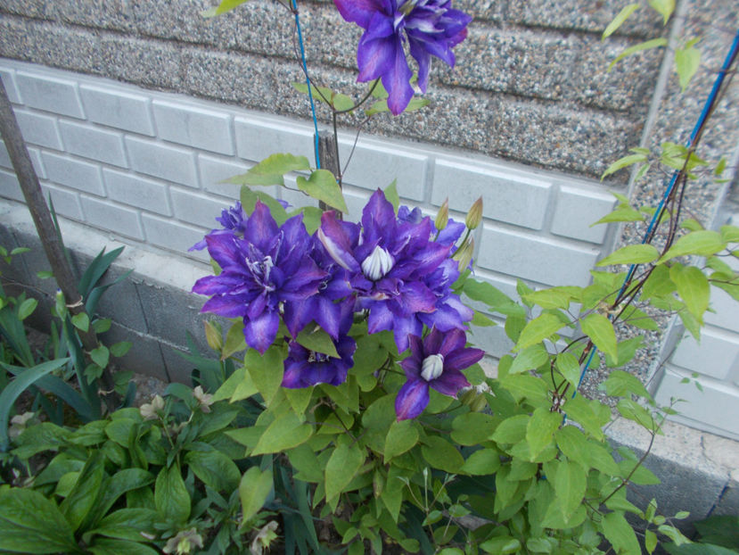  - Clematite 2016-2017-2019-2021-2022
