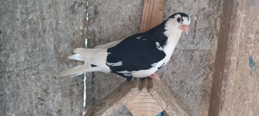  - Porumbei care mi-au aparținut 2