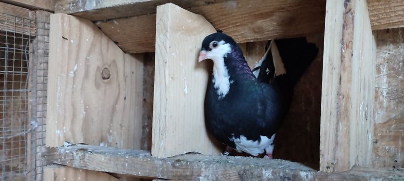  - Porumbei care mi-au aparținut 2